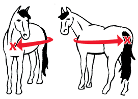 Horse Blanket Size Conversion Chart